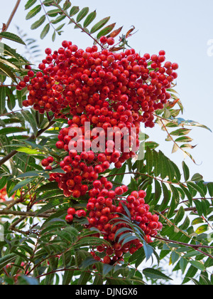 Les petits fruits sur une arborescence Rowan ( Sorbus aucuparia ) également connu sous le nom de Mountain Ash Banque D'Images