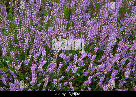 Bruyère commune / ling (Calluna vulgaris) floraison fleurs en été dans la lande / moor Banque D'Images