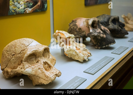 Crâne d'australopithecus africanus et fossiles hominin relatives à l'évolution humaine, le musée d'histoire naturelle Kina, Gand, Belgique Banque D'Images