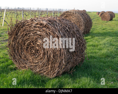 Jusqu'en balles de boutures près de Goux, Pérignac, Charente Maritime, Poitou Charente dans la région du sud-ouest de la France Banque D'Images