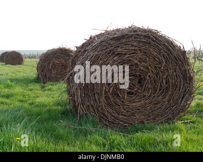 Jusqu'en balles de boutures près de Goux, Pérignac, Charente Maritime, Poitou Charente dans la région du sud-ouest de la France Banque D'Images