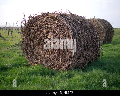 Jusqu'en balles de boutures près de Goux, Pérignac, Charente Maritime, Poitou Charente dans la région du sud-ouest de la France Banque D'Images