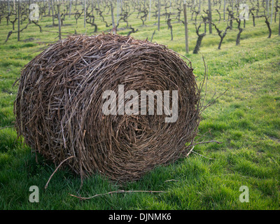 Jusqu'en balles de boutures près de Goux, Pérignac, Charente Maritime, Poitou Charente dans la région du sud-ouest de la France Banque D'Images