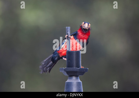 Les oiseaux adultes perché sur le raccord de la lampe. Banque D'Images