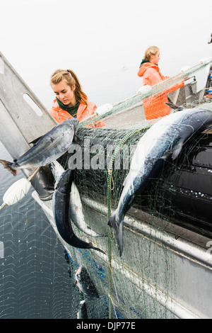 La pêche au saumon dans l'Alaska Department of Fish and Game 'péninsule d'alaska" Banque D'Images