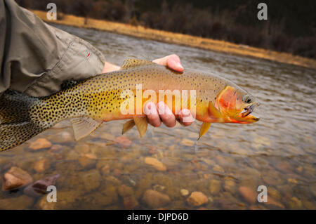 30 mars 2010 - Missoula, MT, États-Unis - les pêcheurs à la mouche en début de saison de capture et la truite fardée, près de Missoula, Montana sur une belle journée de printemps. Le pêcheur a pris les poissons sur les mouches, nymphes et emergers avec les tiges de mouche. Les conditions variaient entre nuageux, soleil, pluie et vent. (Crédit Image : © Jed Conklin/ZUMApress.com) Banque D'Images