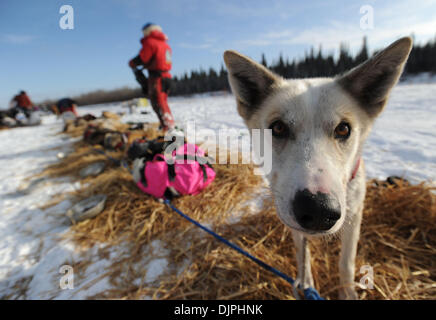 Mar 9, 2010 - Anchorage à McGrath via Denali (Alaska, USA - JASON BARRON mettre manteaux sur son équipe après son arrivée dans le checkpoint de Nikolai tandis que son chien de traineau Classic vérifie sur la scène le mardi 9 mars 2010 au cours de l'Iditarod Sled Dog Race 2010. (Crédit Image : © Bob Hallinen/Anchorage Daily News/ZUMApress.com) Banque D'Images