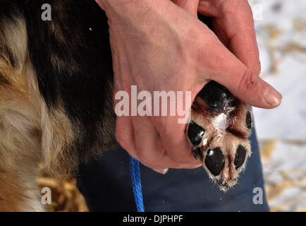 Mar 9, 2010 - Anchorage à McGrath via Denali (Alaska, USA - SEBASTIAN SCHNUELLE vérifie qu'une seule de ses pattes du chien que comme il se prépare à quitter le poste de contrôle sur Nikolai mardi 9 mars 2010 au cours de l'Iditarod Sled Dog Race 2010. (Crédit Image : © Bob Hallinen/Anchorage Daily News/ZUMApress.com) Banque D'Images