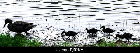 13 mai 2010 - Memphis, TN, États-Unis - Thu, 13 mai 2010 (mmDuck1) Photo par Michael McMullan..Dans un signe certain de l'arrivée du printemps une cane est suivie de près par ses jeunes canetons comme la famille scrute le rivage de l'étang à l'Est du parc Audobon près du Memphis Botanic Gardens pour l'alimentation jeudi. (Crédit Image : © l'appel Commercial/ZUMApress.com) Banque D'Images