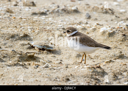 Le Pluvier Wilson, Charadrius wilsonia, un Pluvier de taille moyenne, sur l'île d'Assateague, en Virginie. Banque D'Images