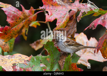 Bruant à gorge blanche, Zonotrichia albicollis, à l'automne Banque D'Images