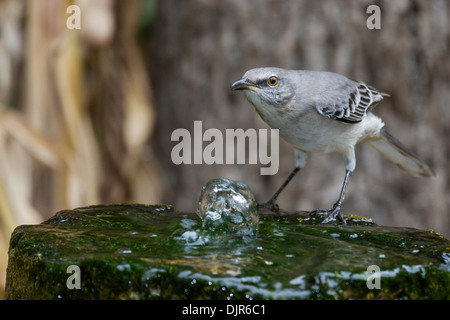 Mockingbird du Nord, Mimus polyglottos, à la fontaine de McLeansville, en Caroline du Nord. Banque D'Images