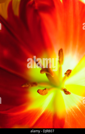 Close up de pistil et d'étamines d'une fleur de tulipe jaune et rouge Banque D'Images