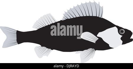 Vector illustration de Ruff sur un fond blanc Illustration de Vecteur