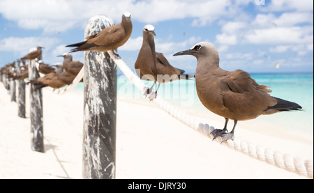 Noddis communs communs (Anous stolidus) assis sur une corde clôture sur une plage à Michaelmas Cay, Grande Barrière de Corail, Australie Banque D'Images