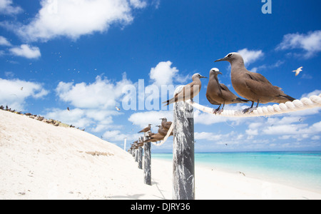 Noddis communs communs (Anous stolidus) assis sur une corde clôture sur une plage à Michaelmas Cay, Grande Barrière de Corail, Australie Banque D'Images