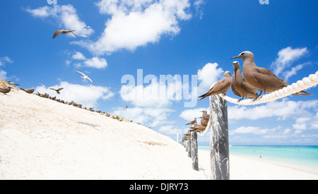 Noddis communs communs (Anous stolidus) assis sur une corde clôture sur une plage à Michaelmas Cay, Grande Barrière de Corail, Australie Banque D'Images