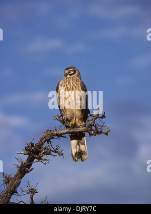 Busard pâle (Circus macrourus) femelle adulte réserve Masai Mara Kenya Afrique de l'Est Banque D'Images