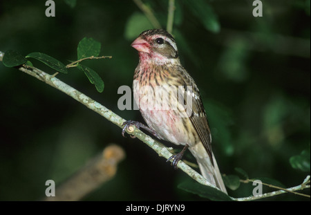 Cardinal à poitrine rose (Pheucticus ludovicianus) femelle adulte Louis Smith Woods Sanctuary haute île Texas USA Banque D'Images