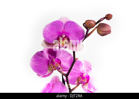 Libre de fleurs orchidée rose blossom isolé sur fond blanc Banque D'Images