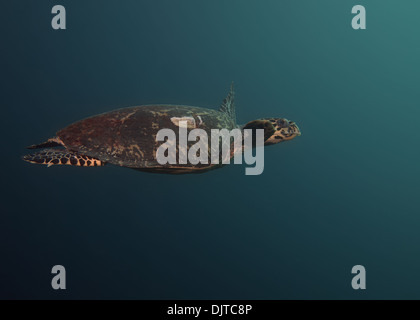 Piscine d'Eretmochelys imbricata tortue de mer Banque D'Images