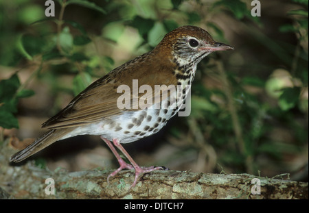 Grive des bois (Hylocichla mustelina) Echelle adultes Louis Smith Woods Sanctuary haute île Texas USA Banque D'Images