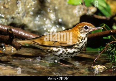 Grive des bois (Hylocichla mustelina) Echelle adultes Louis Smith Woods Sanctuary haute île Texas USA Banque D'Images