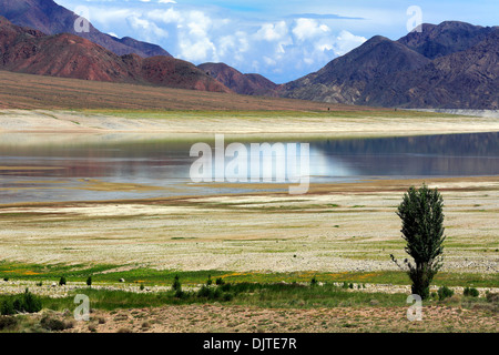 Lonely tree sur la plage de l'Orto-Tokoy réservoir, l'oblast de Naryn, Kirghizistan Banque D'Images
