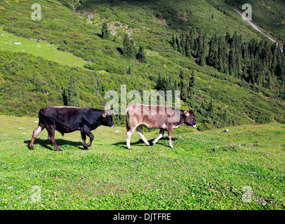 Altyn Arashan, vallée de l'Issyk Kul oblast, Kirghizistan Banque D'Images