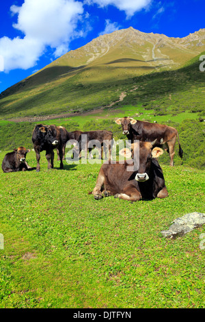Altyn Arashan, vallée de l'Issyk Kul oblast, Kirghizistan Banque D'Images