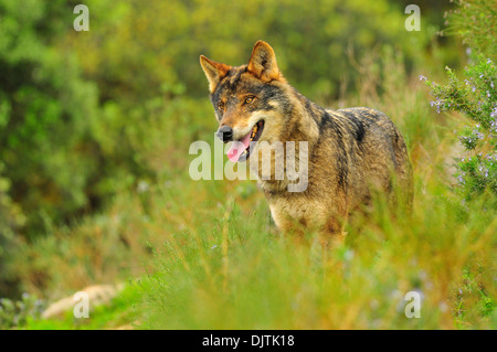 Lobo ibérico en bosque mediterráneo, loup ibérique, Canis lupus, de la faune Banque D'Images