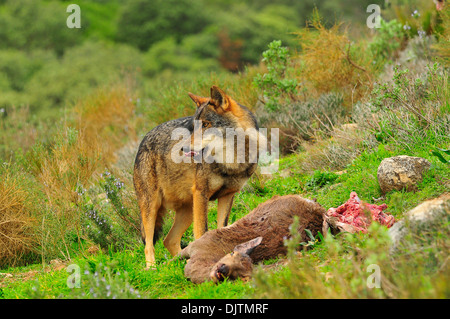 Lobo ibérico en bosque mediterráneo Banque D'Images