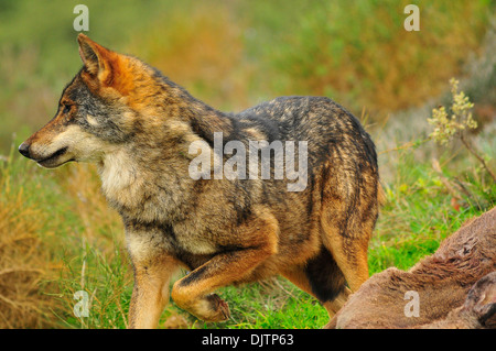 Lobo ibérico en bosque mediterráneo Banque D'Images