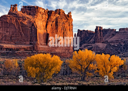 La lumière de l'automne dernier sur l'or des arbres cottonwood le long du palais de laver dans l'Utah Arches National Park. Banque D'Images