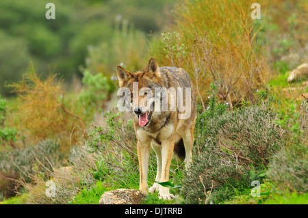 Lobo ibérico en bosque mediterráneo Banque D'Images