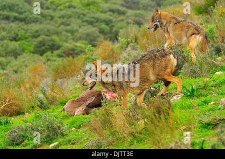 Lobo ibérico en bosque mediterráneo Banque D'Images