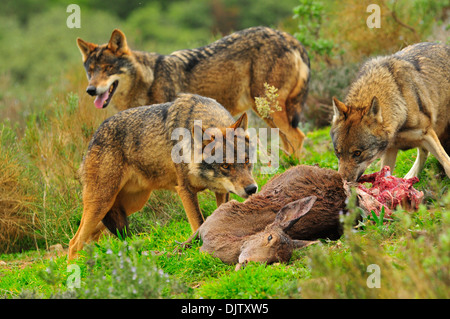 Lobo ibérico en bosque mediterráneo Banque D'Images