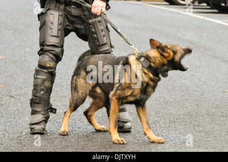 Belfast, en Irlande du Nord - 30 août 2013 - La Police des chiens d'attaque sont mis en évidence en préparation en cas de problème. Crédit : Stephen Barnes/Alamy Live News Banque D'Images
