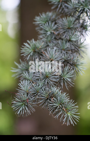 Branche d'un Cèdre de l'Atlas (lat. Cedrus atlantica 'Glauca') Banque D'Images