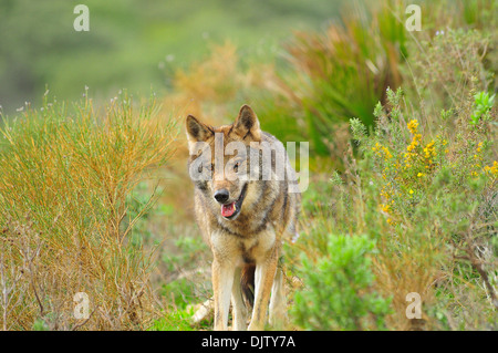 Lobo ibérico en bosque mediterráneo Banque D'Images