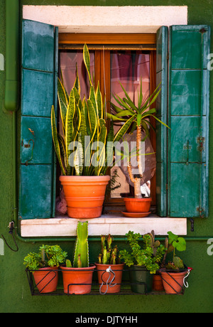 Shutterd vert fenêtre avec un assortiment de plantes succulentes, Burano, Veneto, Italie Banque D'Images