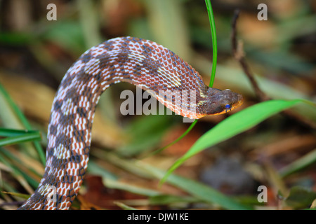 La montagne aux grands yeux keelback (Pseudoxenodon macrops) en position défensive. Parc national de Bach Ma. Le Vietnam. Banque D'Images