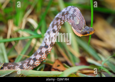 La montagne aux grands yeux keelback (Pseudoxenodon macrops) en position défensive. Parc national de Bach Ma. Le Vietnam. Banque D'Images