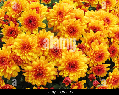 Arrière-plan de chrysanthèmes d'automne Banque D'Images