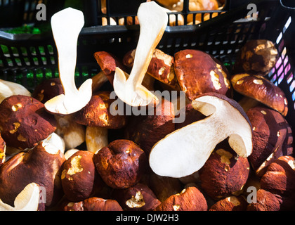 Boletus edulis cèpes ou CEP) Champignons à vendre dans la région de Mercato di Rialto, Venise, Italie. Banque D'Images
