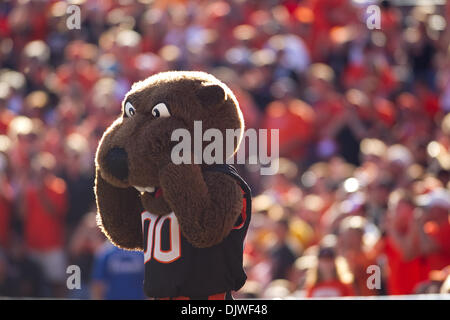 Le 2 octobre 2010 - Corvallis, Oregon, United States of America - Benny le castor inquiet regarde les castors tourner la balle. L'OSU défait 31-28 à l'état de l'Arizona de Reser Stadium à Corvallis Oregon. (Crédit Image : © Jimmy Hickey/ZUMApress.com) Southcreek/mondial Banque D'Images