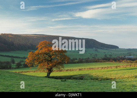 Tôt le matin, la lumière sur les couleurs de l'automne d'un arbre de chêne anglais, nom latin Quercus robur Banque D'Images