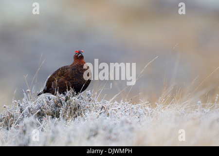 Tétras mâle, rouge (Lagopus lagopus scoticus) assis entre les couverts de givre heather avec eye wattles soulevées Banque D'Images