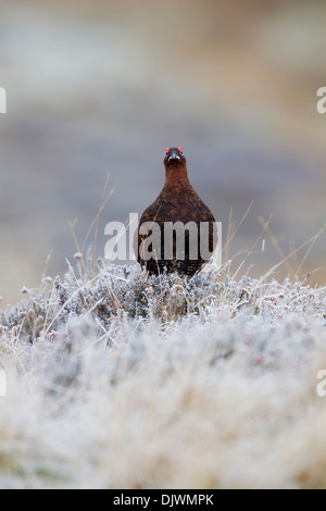 Tétras mâle, rouge (Lagopus lagopus scoticus) assis entre les couverts de givre heather avec eye wattles soulevées Banque D'Images