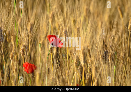 Popppies dans le domaine Banque D'Images